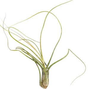 Tillandsia Butzii