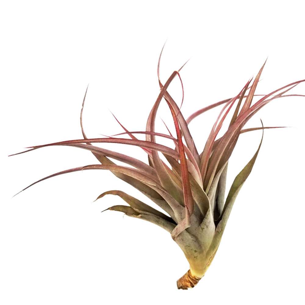 Tillandsia Capitata Peach