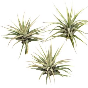 Tillandsia Ionantha