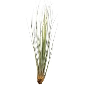 Tillandsia Juncea Jumbo