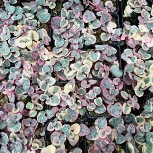 Variegated String of Hearts