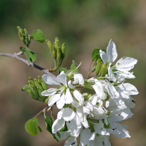 Anacacho Orchid Tree Texas | Anacacho Orchid Tree for Sale