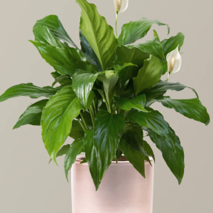 Peace Lily for sale